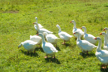 A group of bright white geese going over the green gras in the field on sunny summer day, Sibiu, Romania.