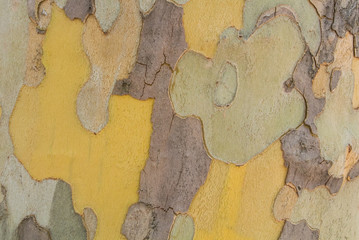 Close-up macro background of camouflage colorful abstract pattern of sycamore tree bark.