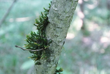 A close-up forest background with a tree branch covered with green moss.