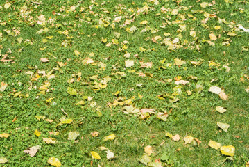The first yellow fallen autumn leaves lying on the green grass in sunlight.