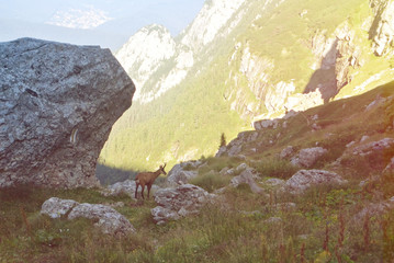 A black wild goat on the top of the mountain in the evening sunlight at natural park Bucegi, Carpathians, Romania.