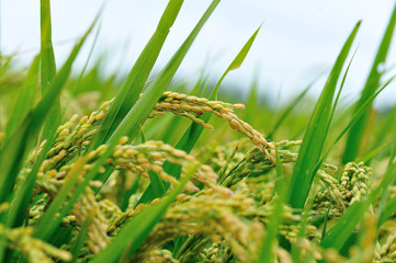rice grain in growth at field