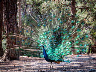 Obraz premium Peacock showing off its feathers in a forest in Greece.