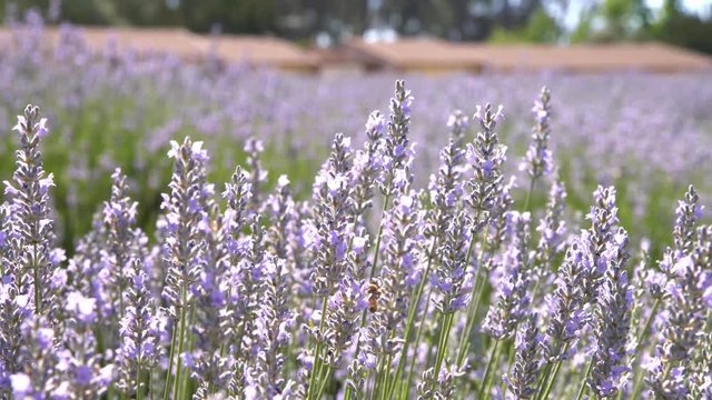 Beautiful purple lavender blossom of Lavender Festival of 123 Farm at San Bernardino, Los Angeles County, United States