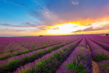Obraz na płótnie Canvas mottled green and purple rows of lavender field on a background of bright beams of sunset, looking out from behind the clouds