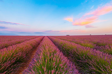 Fototapeta na wymiar lavender field against the background of a blue evening sky at sunset