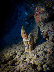 Gnome in a cave underwater with coral structure on Lady Elliot Island in Queensland Australia.