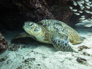 Green turle hidding under a coral reef structure with glass fish next to it on Lady Elliot Island in Queensland Australia.