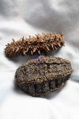 ナマコとフジコ