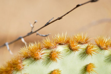 Cactus