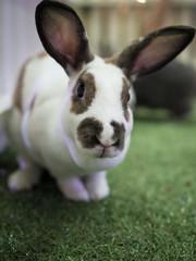 Rabbit closeup
