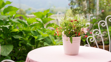 Flower in a white pot on a table.