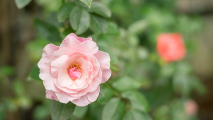 Pink roses in a garden.