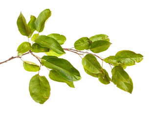 A branch of an apple tree with leaves on a white isolated background. Space for text.