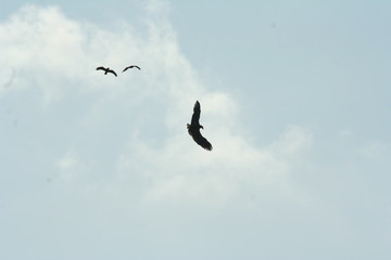 Seeadler und Bussarde