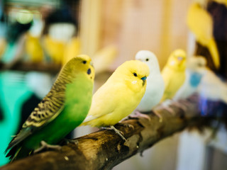 Budgerigar, Budgie Birds closeup