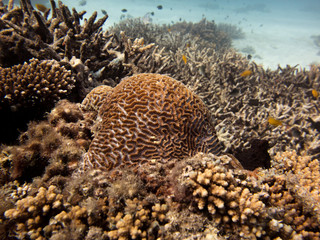 Naklejka na ściany i meble Coral reef on Lady Elliot Island in Queensland Australia