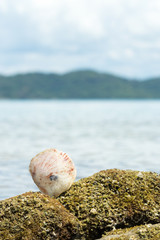 Shell fossil on the beach.