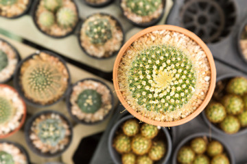 Home and garden decoration with cactus.