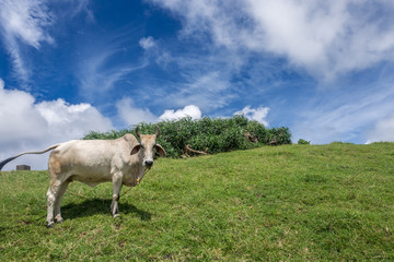 Obraz premium white ox at Naidi Hills, Ivatan Island , Batanes