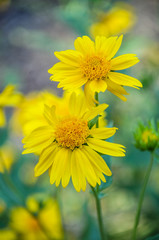 Yellow daisies
