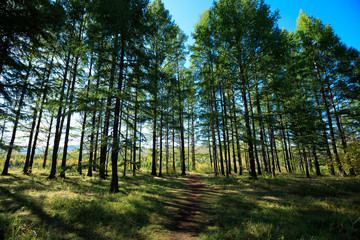 sunrise in the pine trees forest