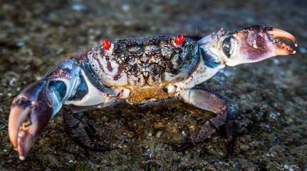 Reef crab with red eyes looking menacing with its pinces open