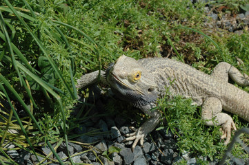 イグアナ