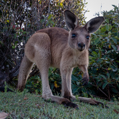 Naklejka na ściany i meble Close up of a baby kangaroo looking curious