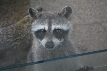 Fototapeta premium アライグマ