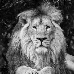 Beautiful portrait of Asiatic Lion Panthera Leo Persica in black and white