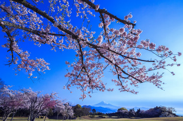 満開の桜と富士山