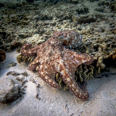 Octopus hunting on the great barrier reef in Australia. The red octopus is looking threatening .
