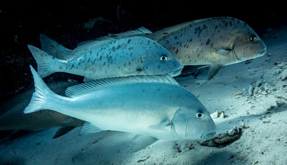 Painted sweetlips on top of the sand looking right on the great barrier reef in queensland Australia.