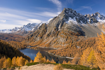 Scenics dam lake landscape with larches forest on mountain in sunny autumn fall day outdoor.