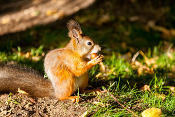 Naklejka na ściany i meble A small red squirrel gnaws a nut in the forest
