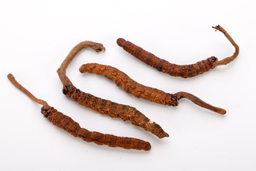 Cordyceps sinesis Yartsa Gunbu Yarsagumba himalayan gold Nepal isolated