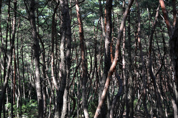 Pine forest in Gyeongju. Apparently famous for photographers and hikers. Pic was taken in August 2017.