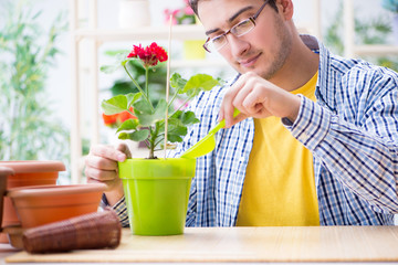 Gardener florist working in a flower shop with house plants