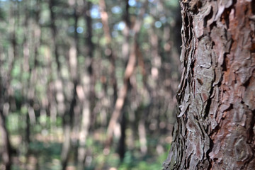 Pine forest in Gyeongju. Apparently famous for photographers and hikers. Pic was taken in August...