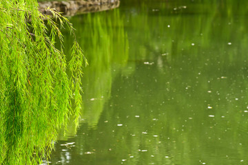 Willow by the pond side (with space on the right for text)