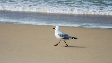 Seagull walking stridently along beach