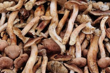 picking fresh mushrooms