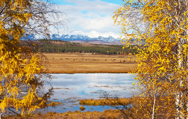 Autumn rural landscape with grazing horses on a yellow meadow in a foothill valley