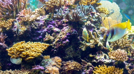 Colorful coral with fishes and urchins
