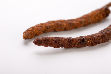 Cordyceps sinesis Yartsa Gunbu Yarsagumba himalayan gold Nepal isolated