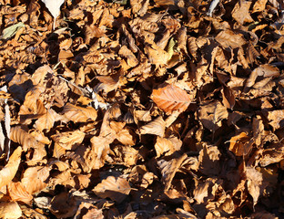 background of dried fall leaves in autumn