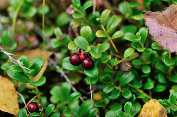 red huckleberry fruits in growth in the forest