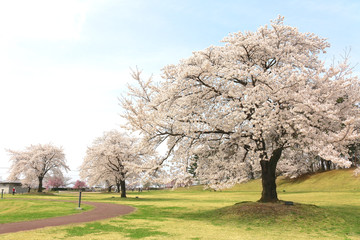 Obraz premium 鳥見山公園の桜（福島県・鏡石町）