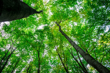 green forest background in a sunny day.